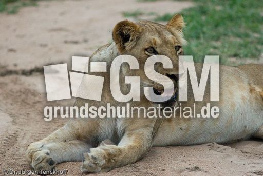 Löwen (47 von 69).jpg